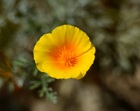 CALIFORNIA POPPIES