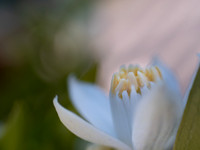 HELLO SPRING I 2021