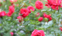 ROSES, ROSES, ROSES...