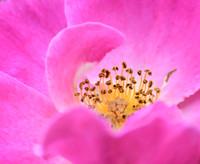 ROSES, ROSES, ROSES II