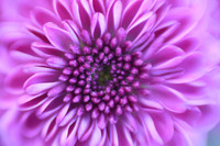 PETALS