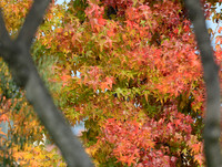 FAREWELL FALL